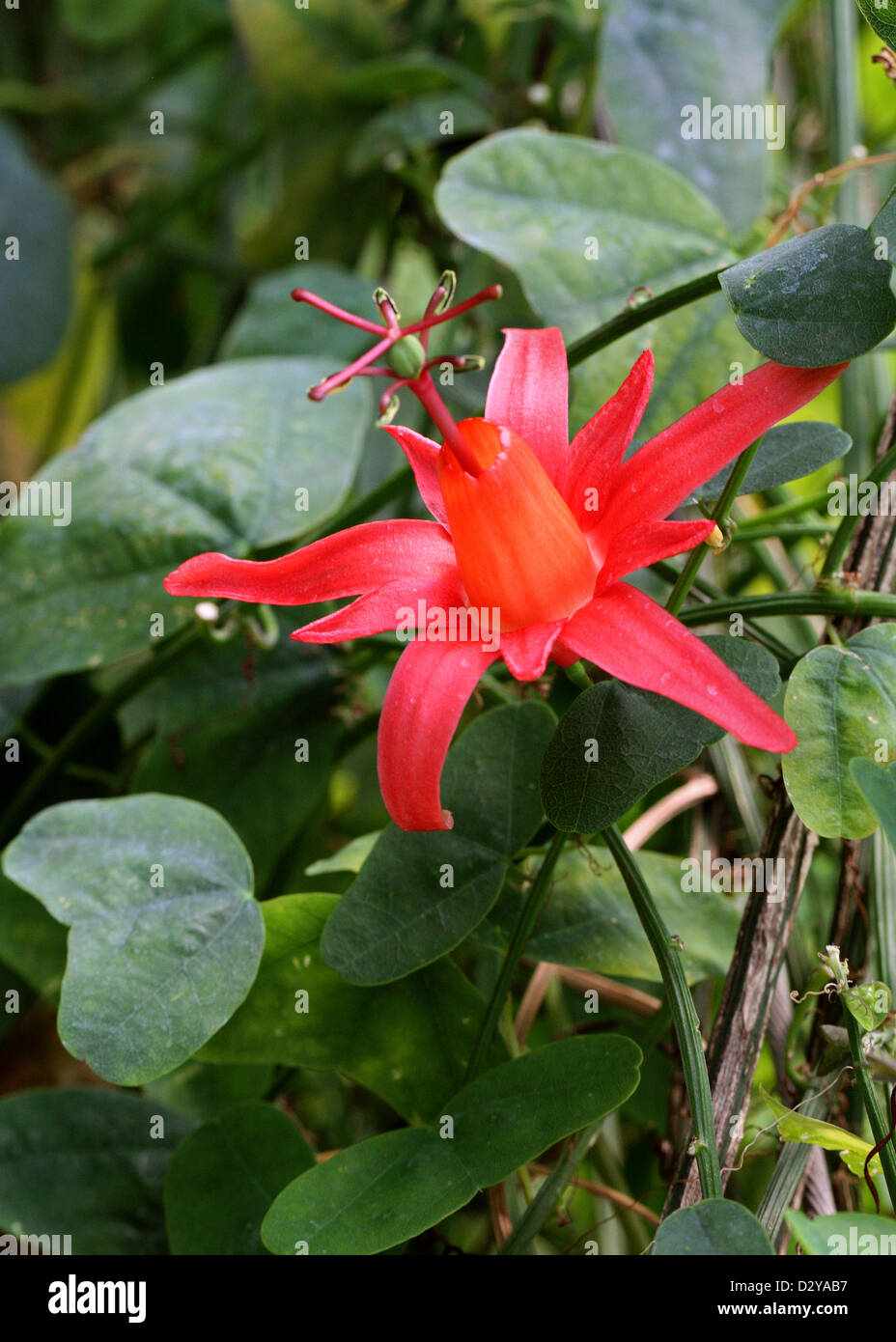 Passion Vine, Passiflora murucuja, Passifloraceae. Caribbean. Aka. Passion Flower, Passionflower, Virgin Island Passionflower. Stock Photo