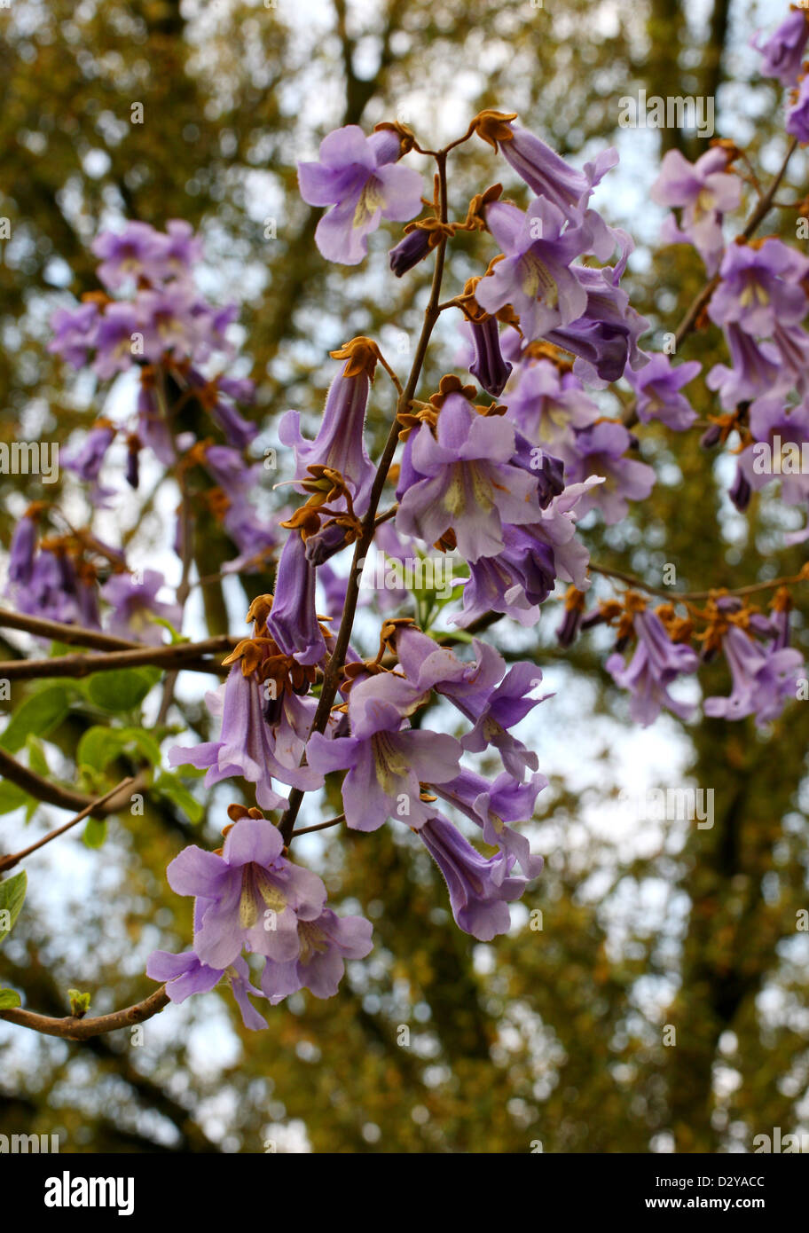 Paulownia fargesii, Paulowniaceae. China.  A Flowering Tree. Stock Photo