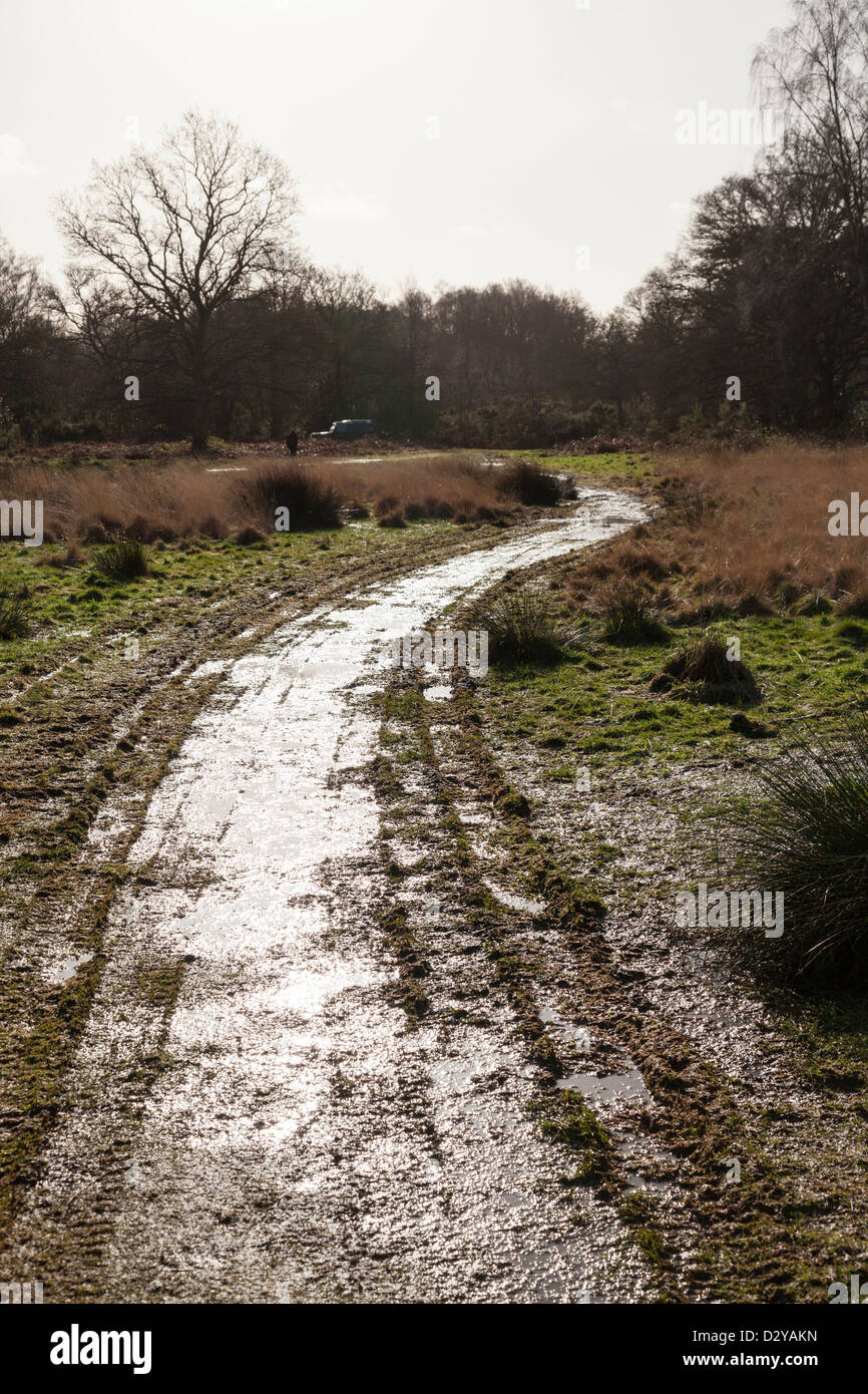 track at edge of woods with sun reflecting off wet ground Stock Photo