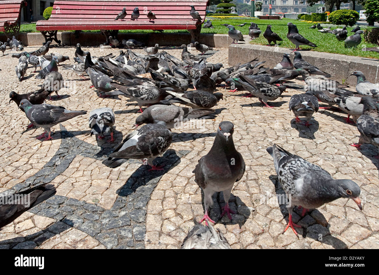Pigeons in Portugal Stock Photo