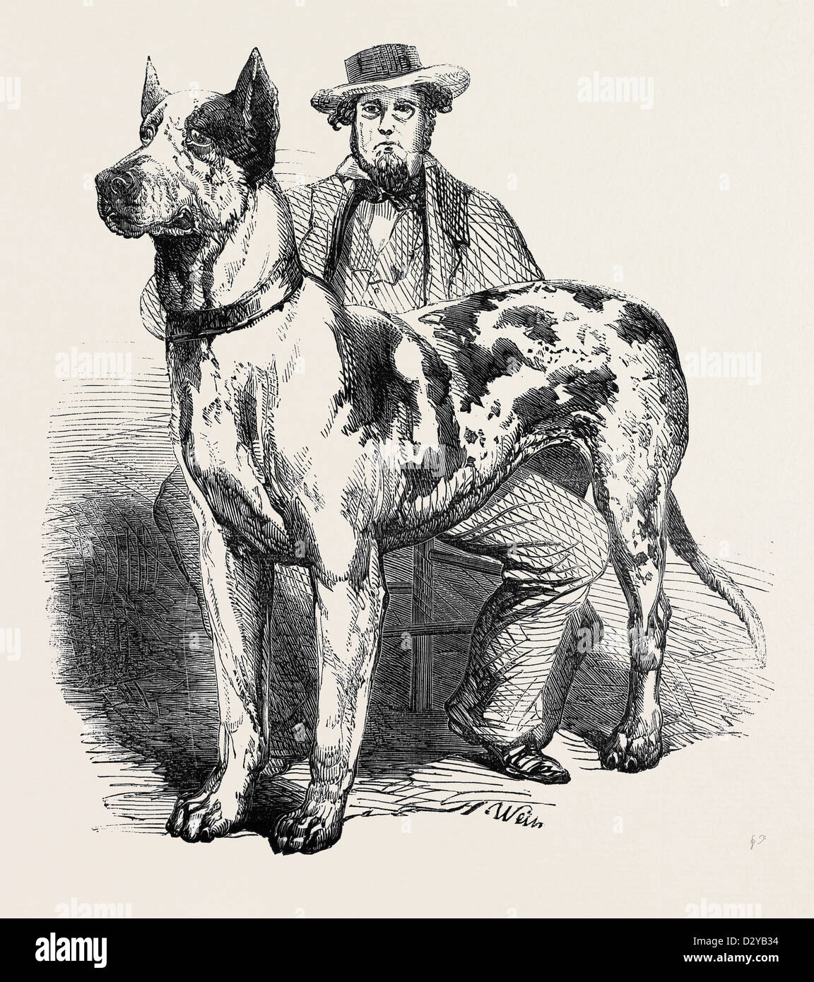 THE GREAT AMERICAN DOG PRINCE Stock Photo