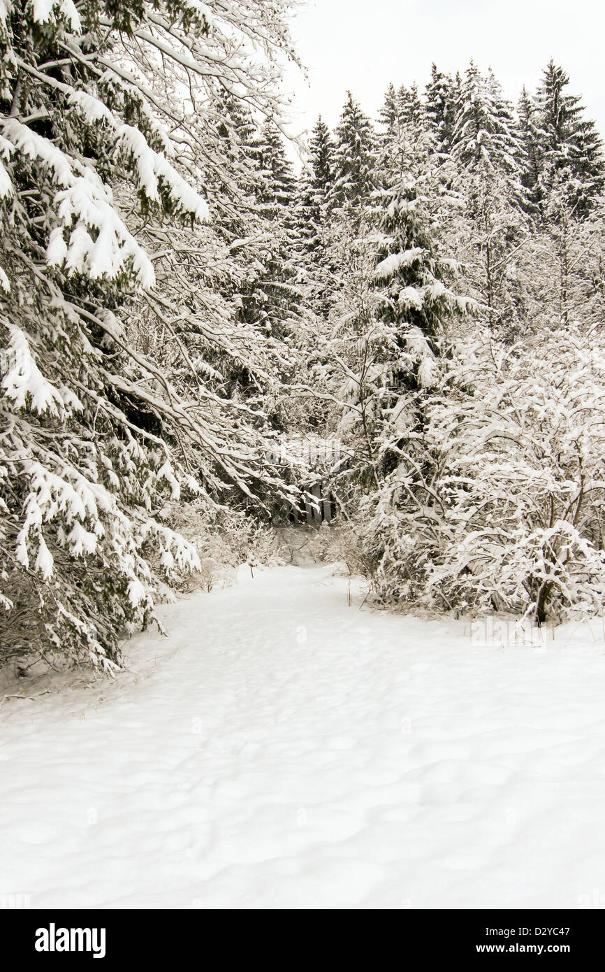 trees forest snow in winter landscape background Stock Photo - Alamy