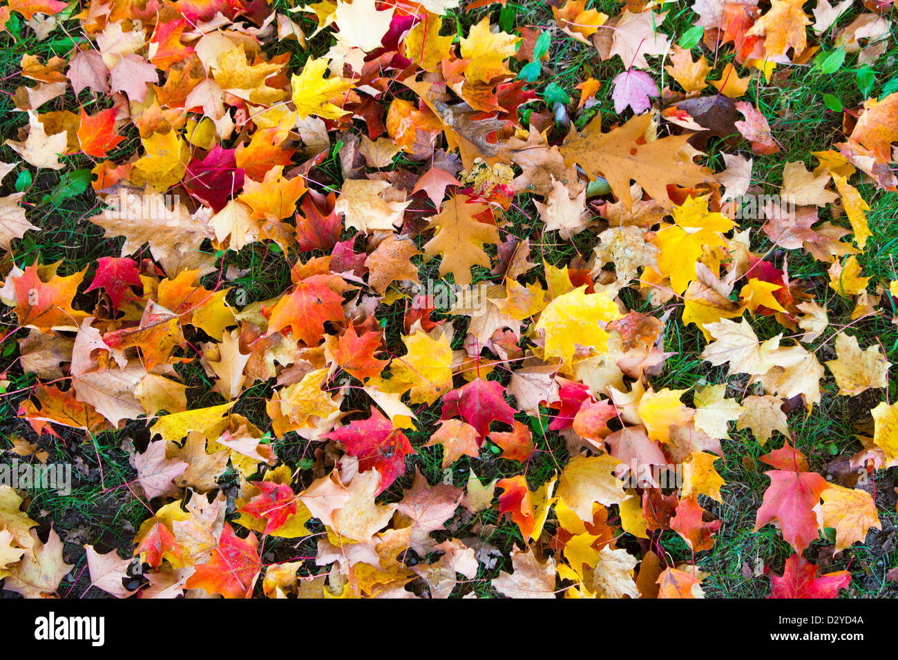 Colorful autumn leaves on the ground - abstract background Stock Photo ...