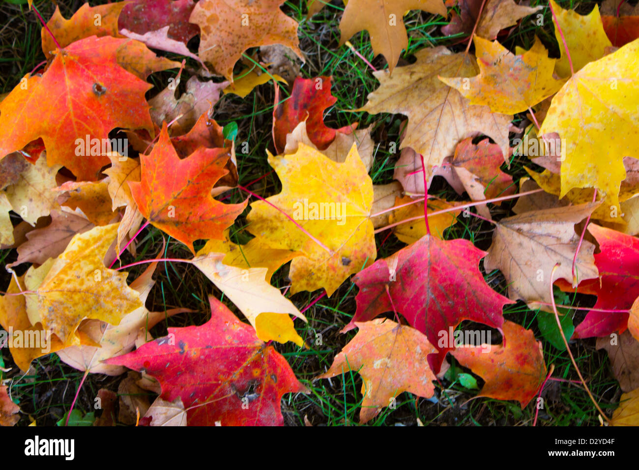 Colorful autumn leaves on the ground - abstract background Stock Photo ...
