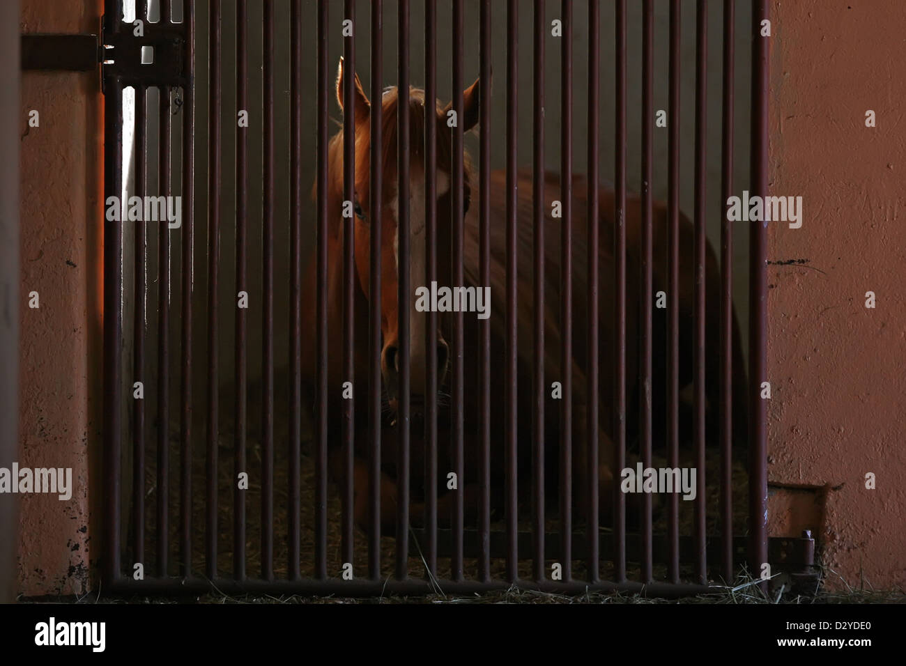 Neuenhagen, Germany, horse is in his stall Stock Photo
