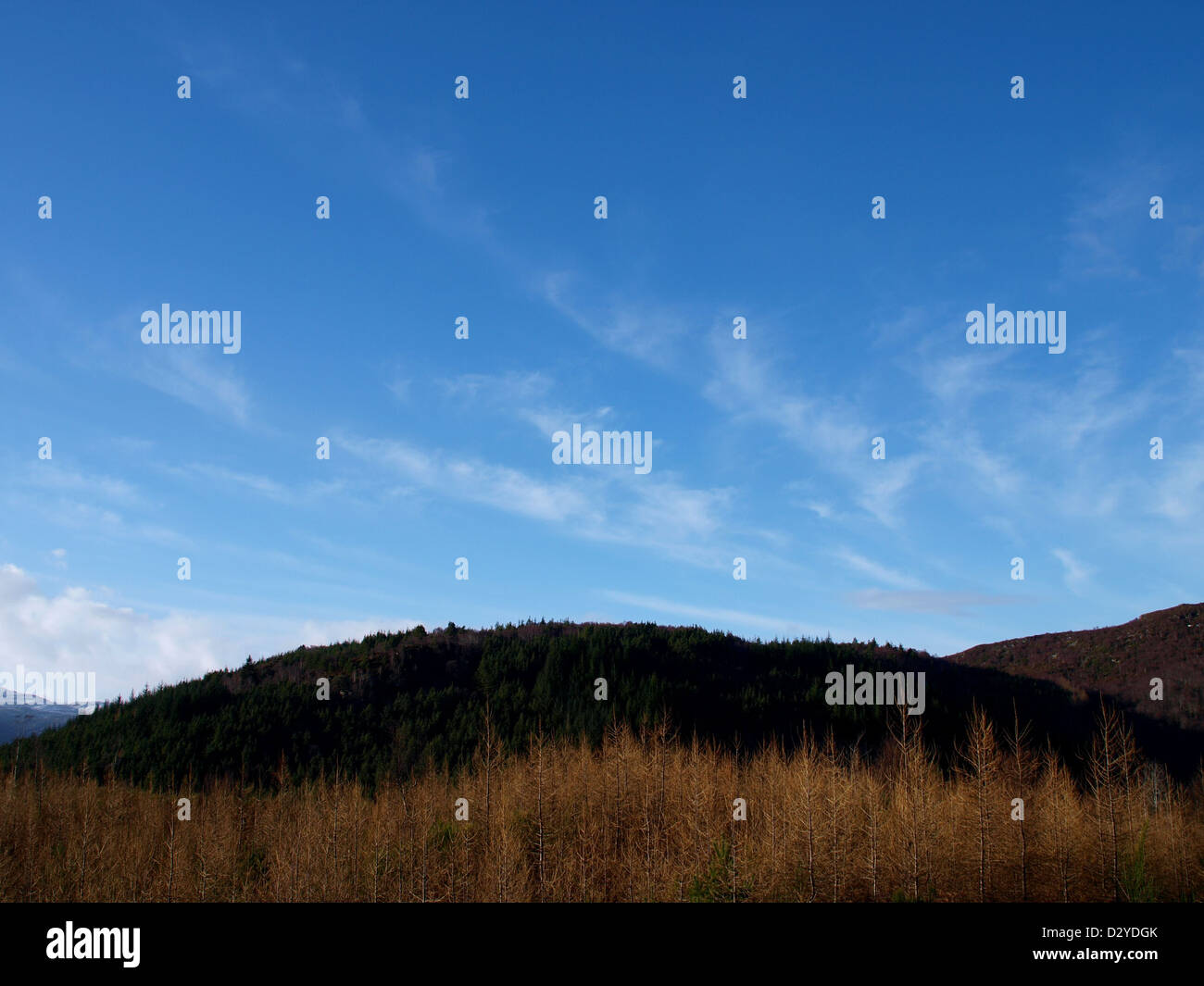 Scottish forests in the Highlands, under a blue cloud streaked skye Stock Photo