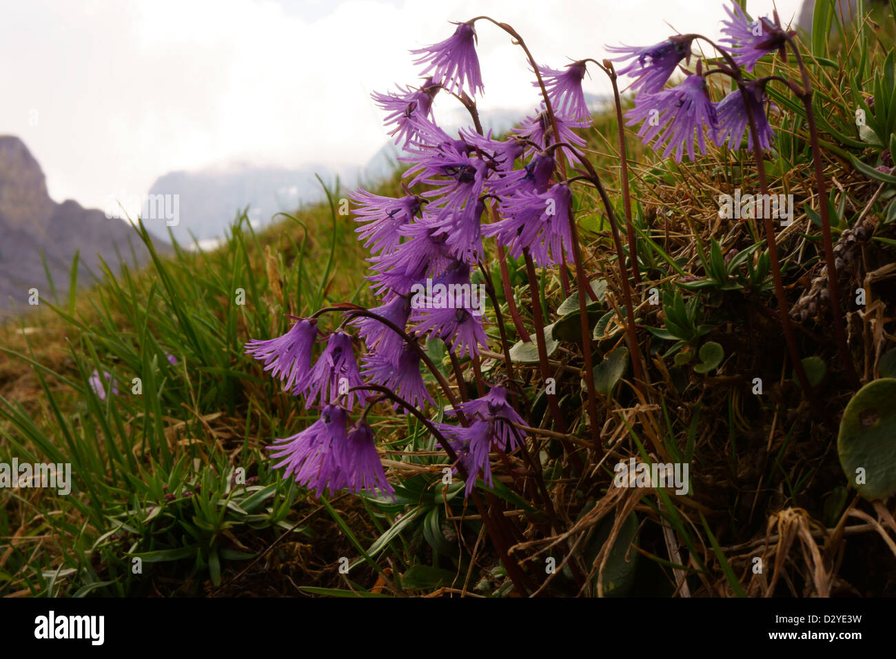 Alpine Soldanella Soldanella Alpina Bernese Alps - 