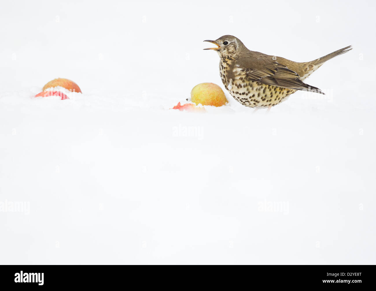 Mistle Thrush Turdus viscvorus calling while standing amongst windfall apples on snow covered ground. County Durham, UK. Stock Photo