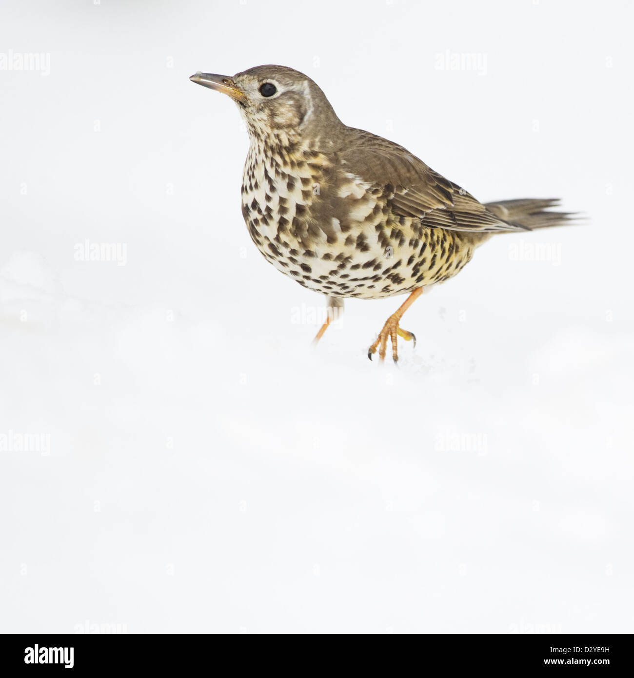 Mistle Thrush Turdus viscvorus chasing off other birds hungry for food in winter conditions. County Durham, UK. Stock Photo