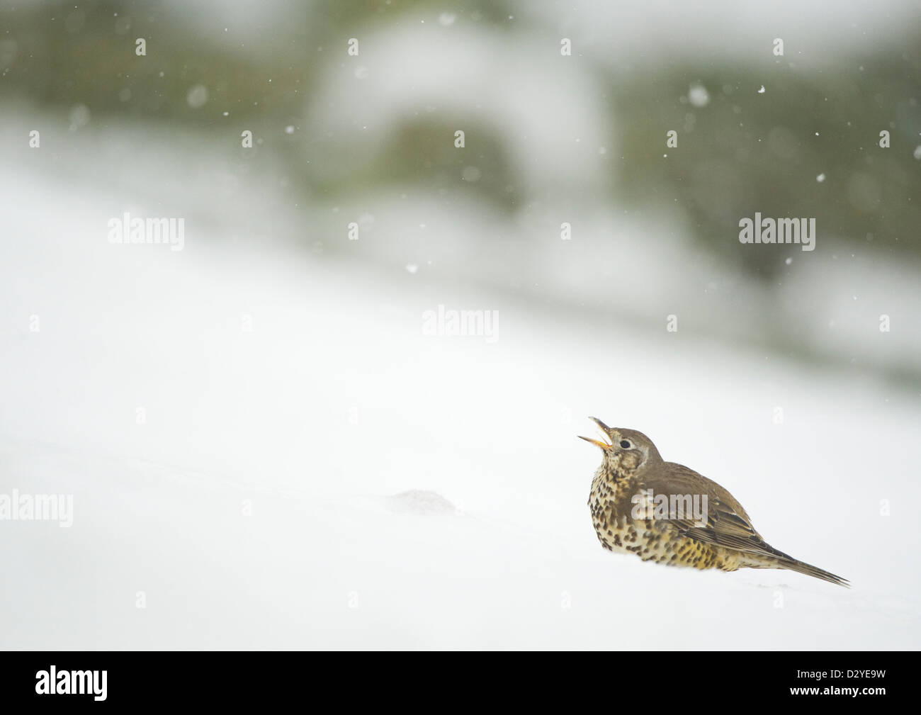 Mistle Thrush Turdus viscvorus sitting on snow covered ground calling during a snow storm. County Durham, UK. Stock Photo
