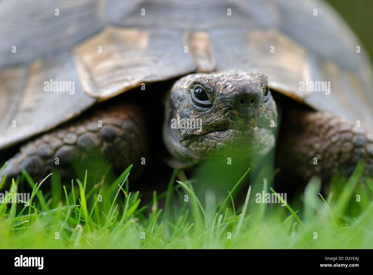 Close up front view of single pet tortoise in garden on grass with