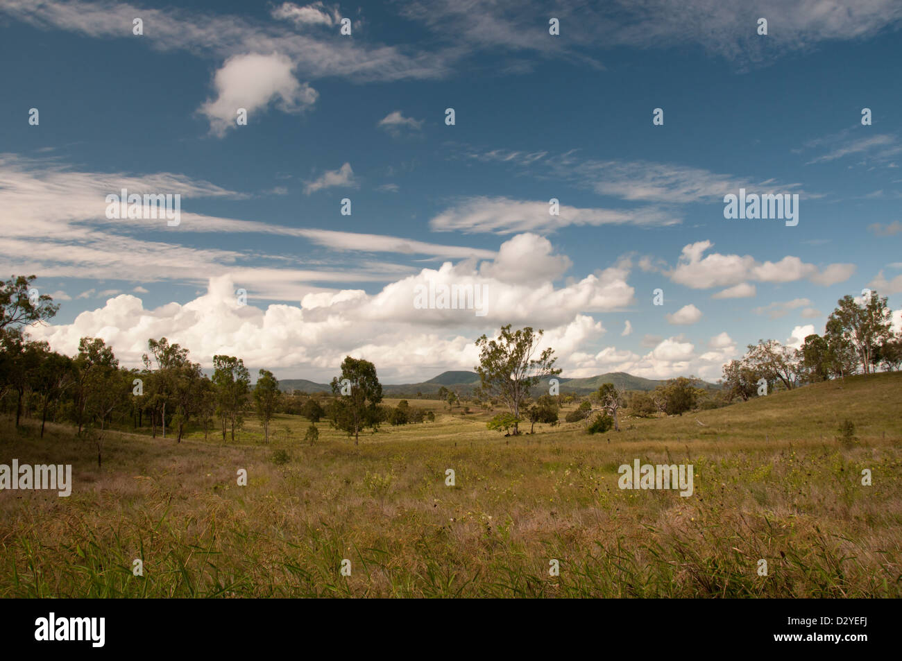 Gympie gympie hires stock photography and images Alamy