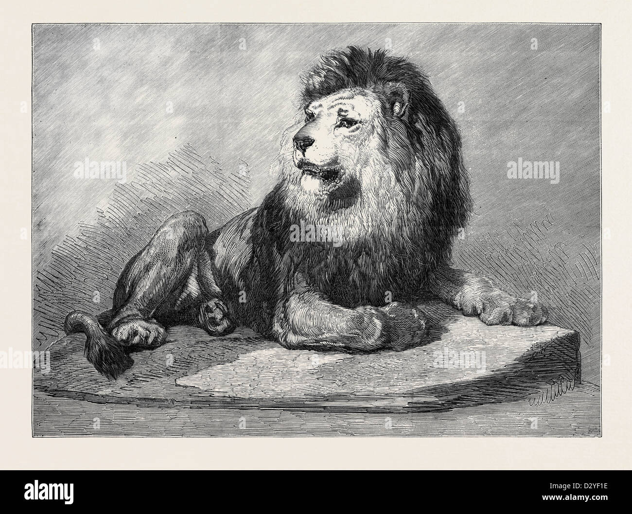 THE OLD LION OF THE ZOOLOGICAL SOCIETY'S COLLECTION LONDON 1873 Stock Photo