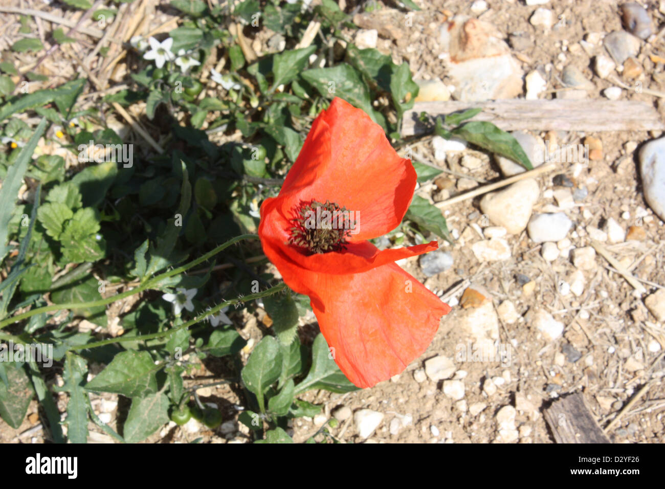 World War I Battlefields Poppy Stock Photo