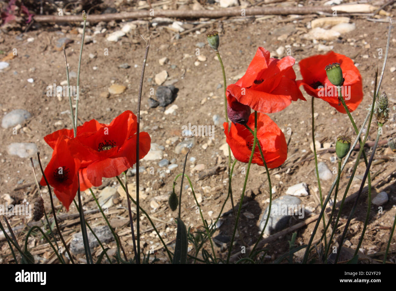 World War I Battlefields Poppies Stock Photo