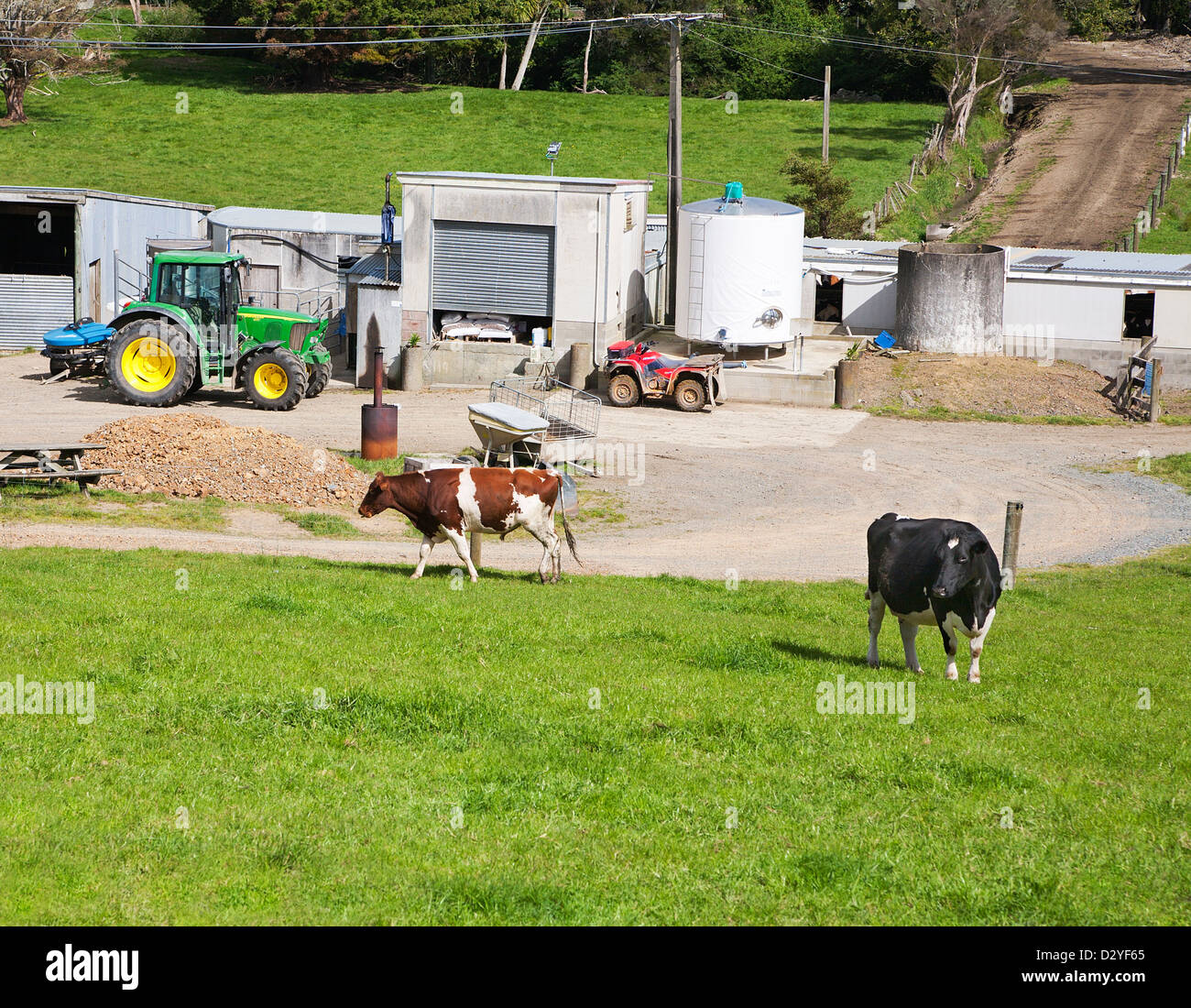 Cows and farm machinery. Working Dairy farm in Northland, North Island, New Zealand. Stock Photo