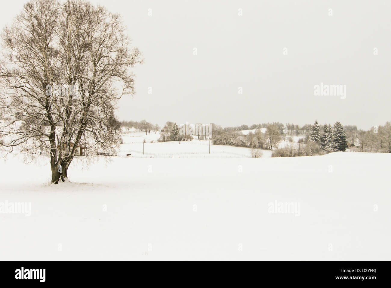 trees forest snow in winter landscape background Stock Photo - Alamy