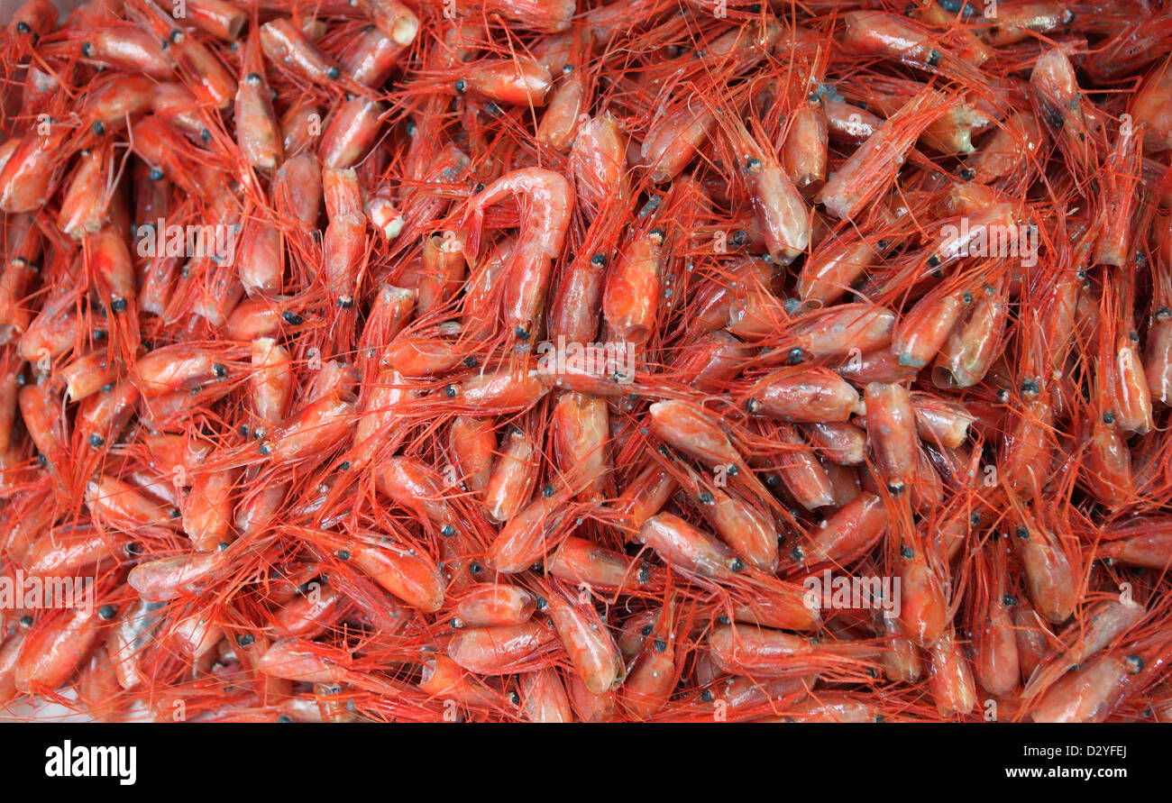 Tokyo, Japan, fresh shrimp Stock Photo Alamy