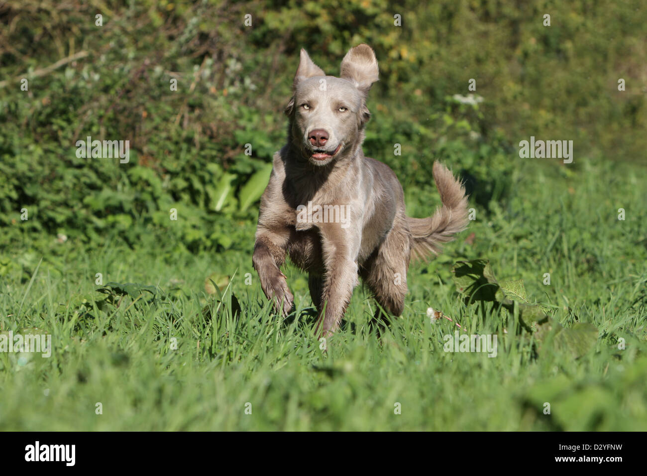 dog Weimaraner longhair  /  adult running in a meadow Stock Photo