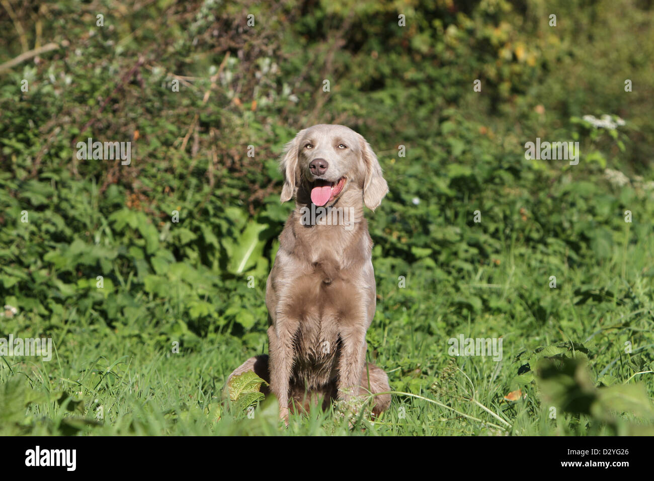 dog Weimaraner longhair  /  adult sitting in a meadow Stock Photo