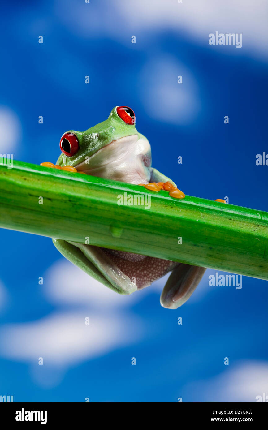 Frog and blue sky Stock Photo - Alamy