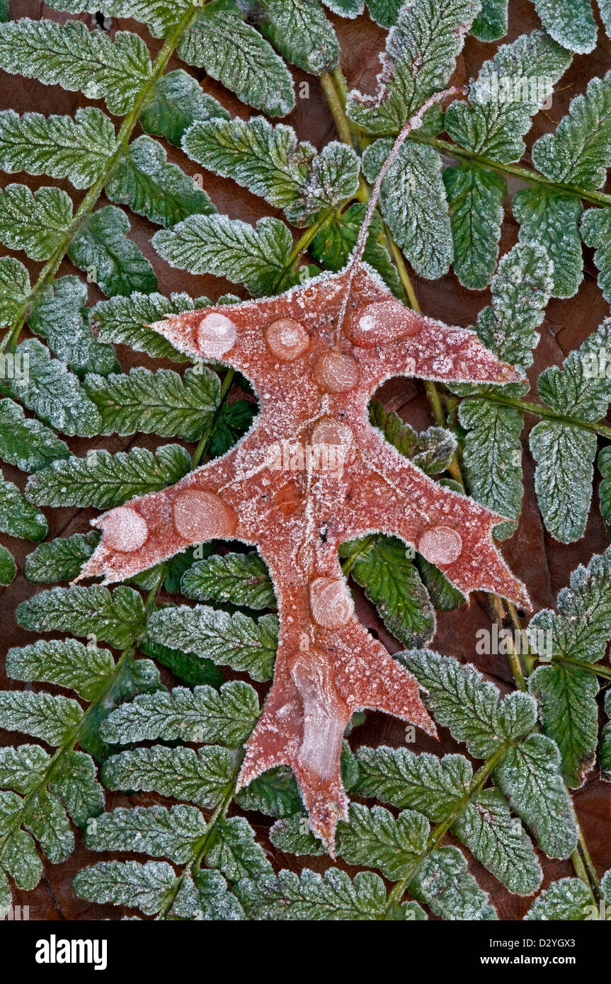 Ice and snow on Pin Oak leaf (Quercus species ) & Common Lady Fern Athyrium filix-femina  E USA, by Skip Moody/Dembinsky Photo Assoc Stock Photo