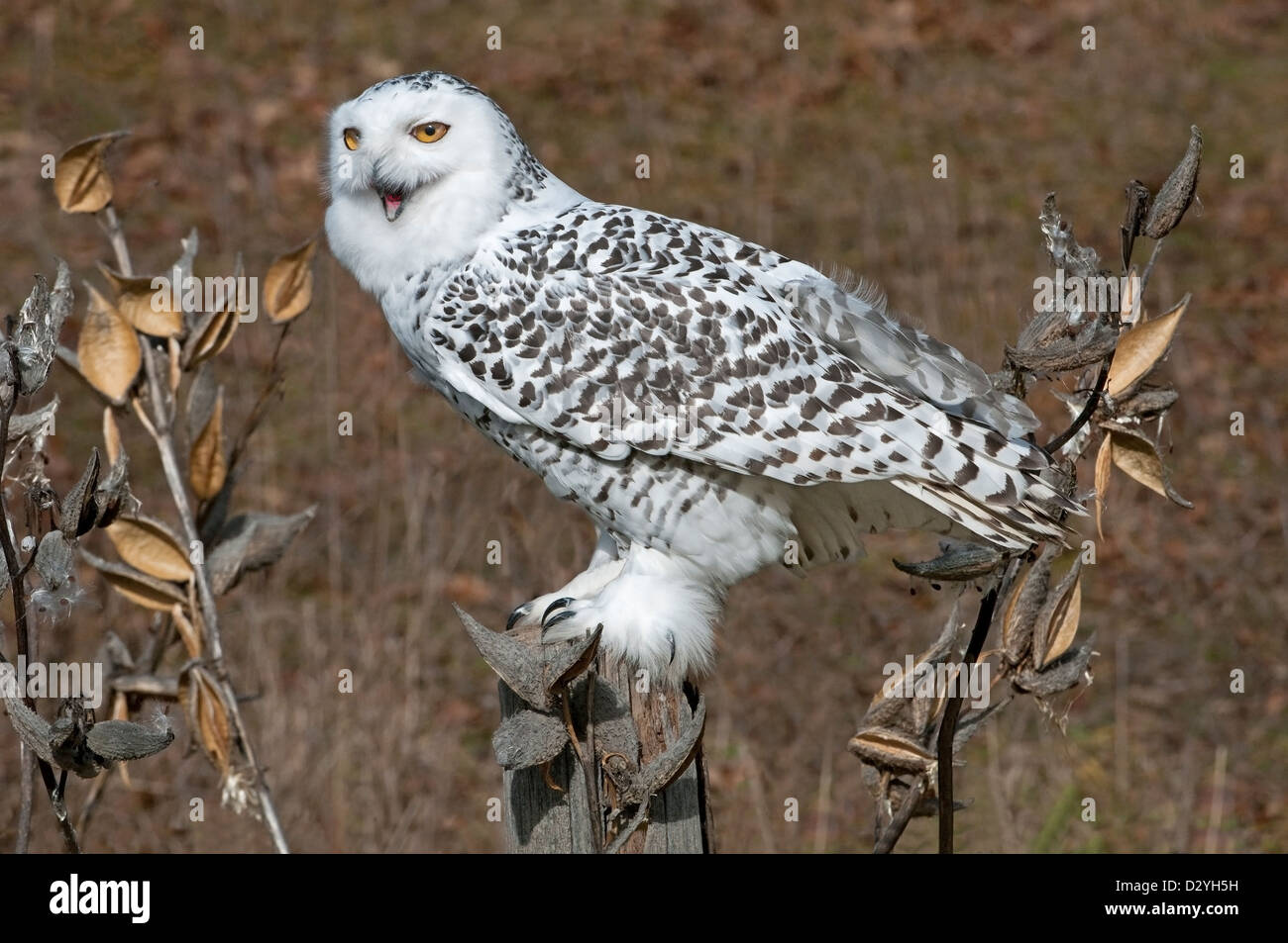 Great Snowy Owl Nyctea scandiacus female sitting on fence post North America Stock Photo
