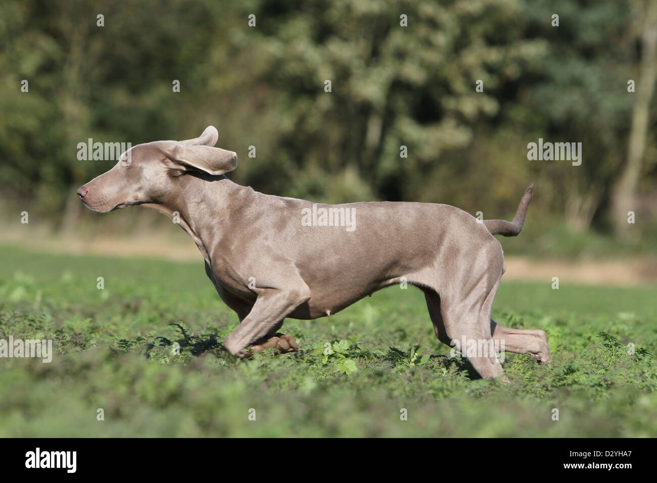 dog Weimaraner shorthair  /  adult running in a field Stock Photo