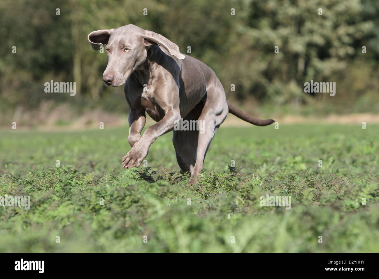 dog Weimaraner shorthair   /  adult running in a field Stock Photo