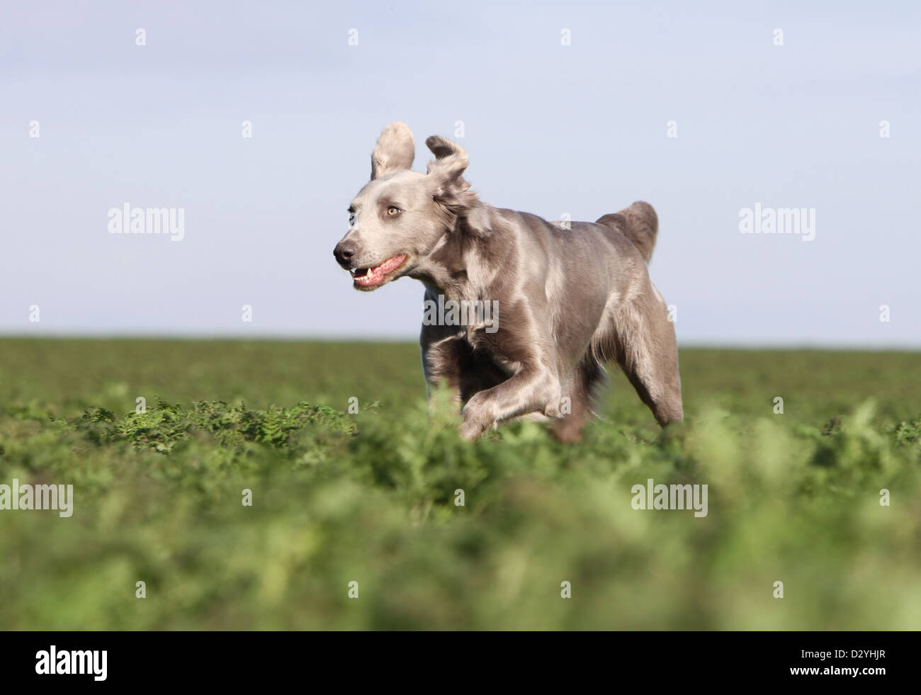 dog Weimaraner longhair  /  adult running in a field Stock Photo