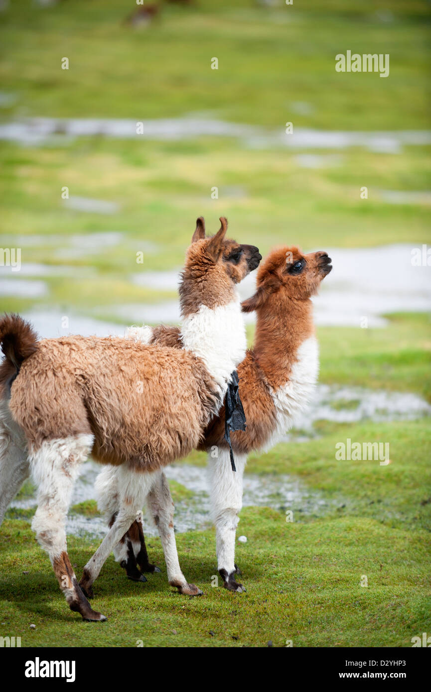 Llama altiplano bolivia south hi res stock photography and images Alamy