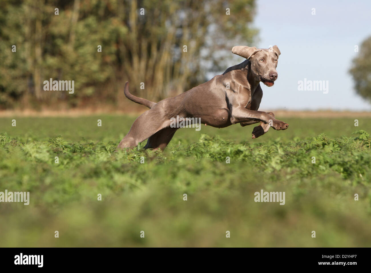 dog Weimaraner shorthair  /  adult running in a field Stock Photo