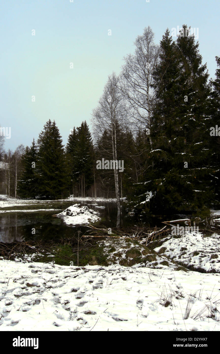 trees forest snow in winter landscape background Stock Photo - Alamy