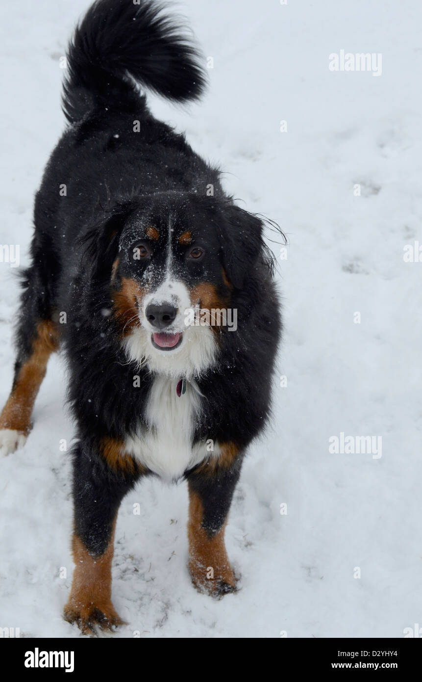 Bernese mountain dog playing in the snow Stock Photo Alamy
