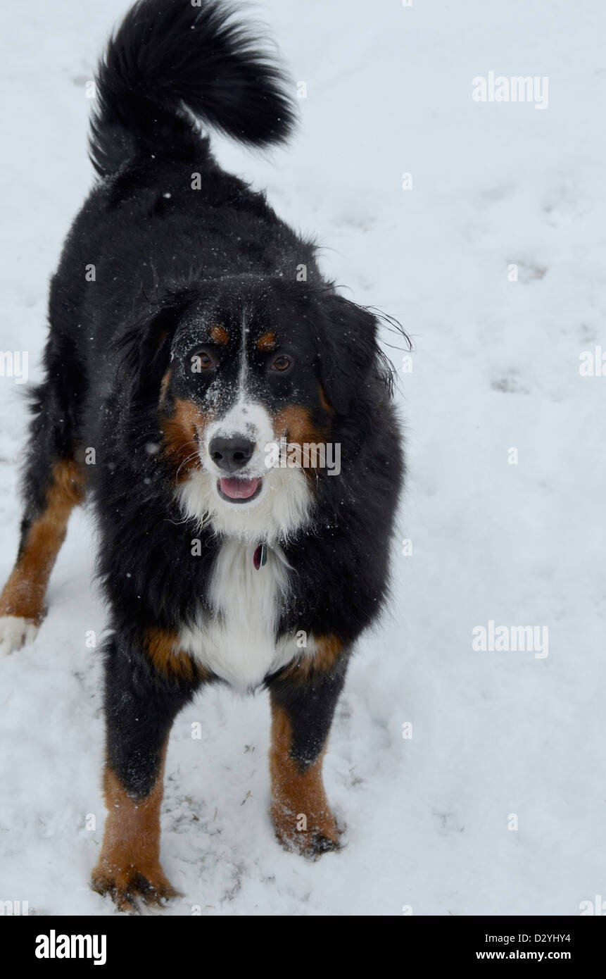 Bernese Mountain Dog Playing In The Snow Stock Photo Alamy