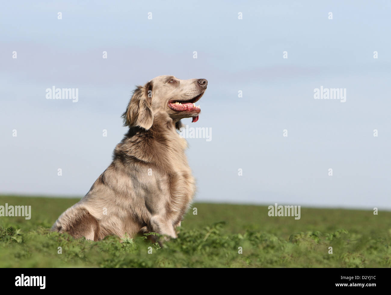 dog Weimaraner longhair  /  adult sitting in a field Stock Photo