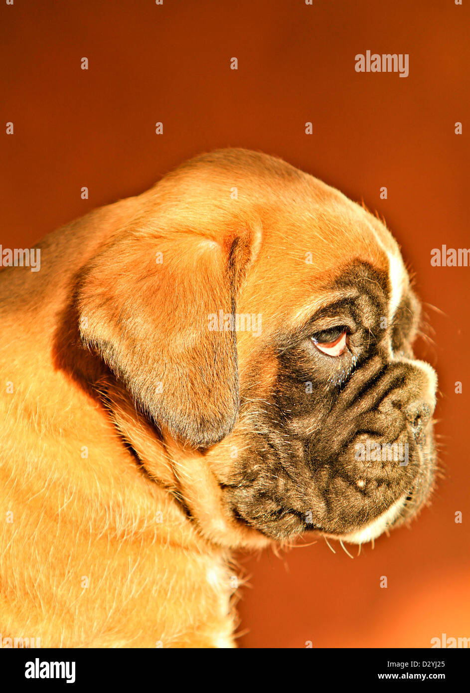 A boxer dog puppy, portrait Stock Photo