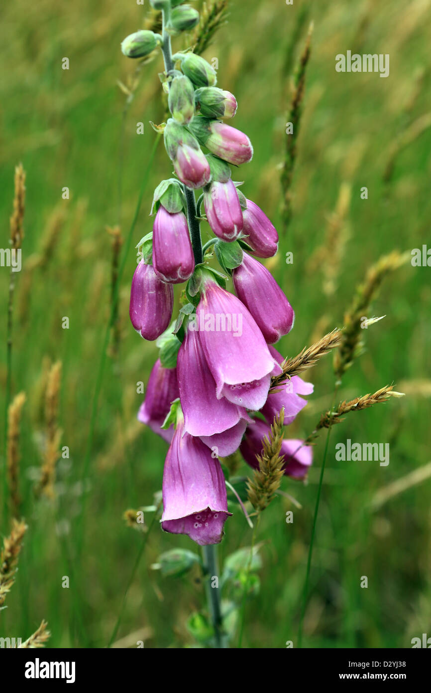 Purple fox glove flowers Stock Photo Alamy
