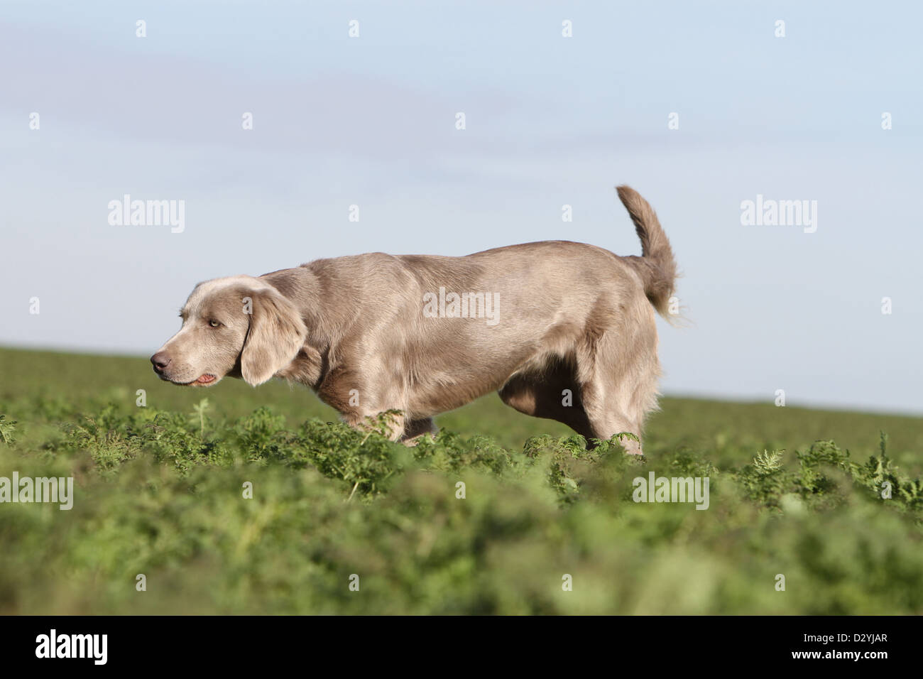 dog Weimaraner longhair  /  adult pointing in a field Stock Photo