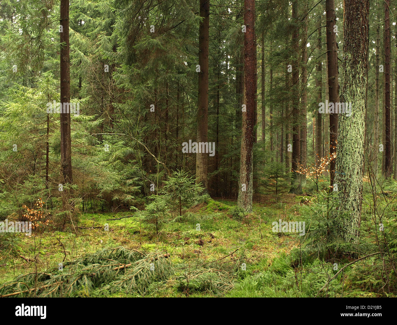Dense wild forest trees hi-res stock photography and images - Alamy