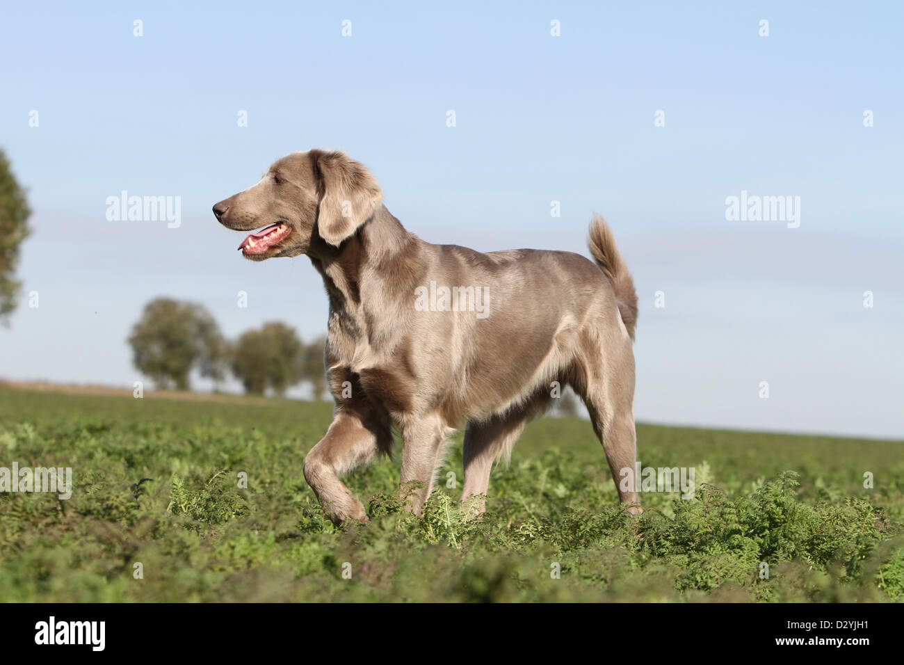 dog Weimaraner longhair  /  adult standing in a field Stock Photo