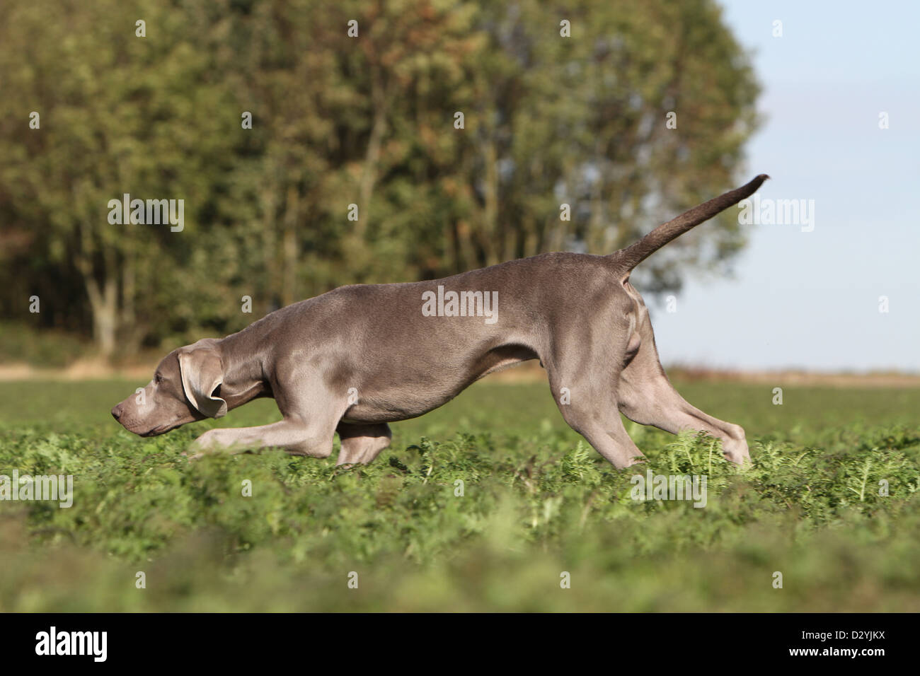 dog Weimaraner shorthair /  adult running in a field Stock Photo