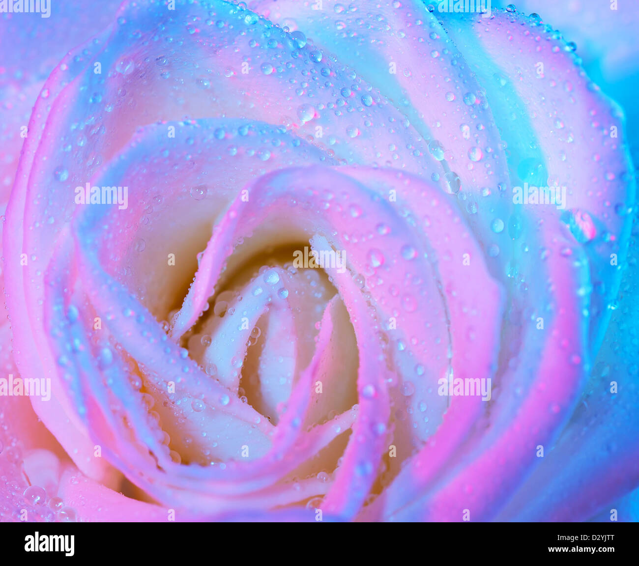 Photo of an abstract wet rose background, beautiful delicate white ...