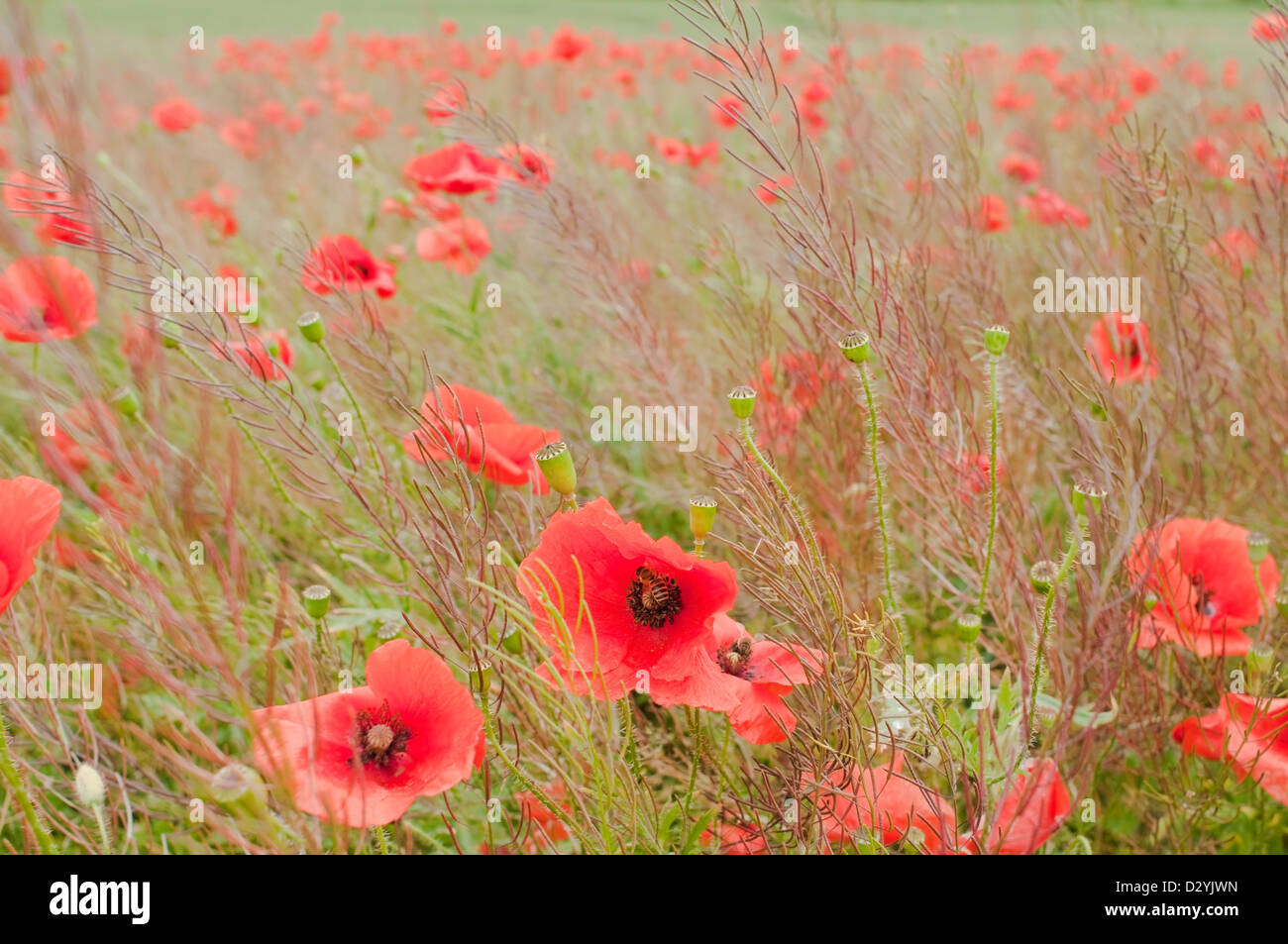 In poppies field with a bees in flowers Stock Photo - Alamy