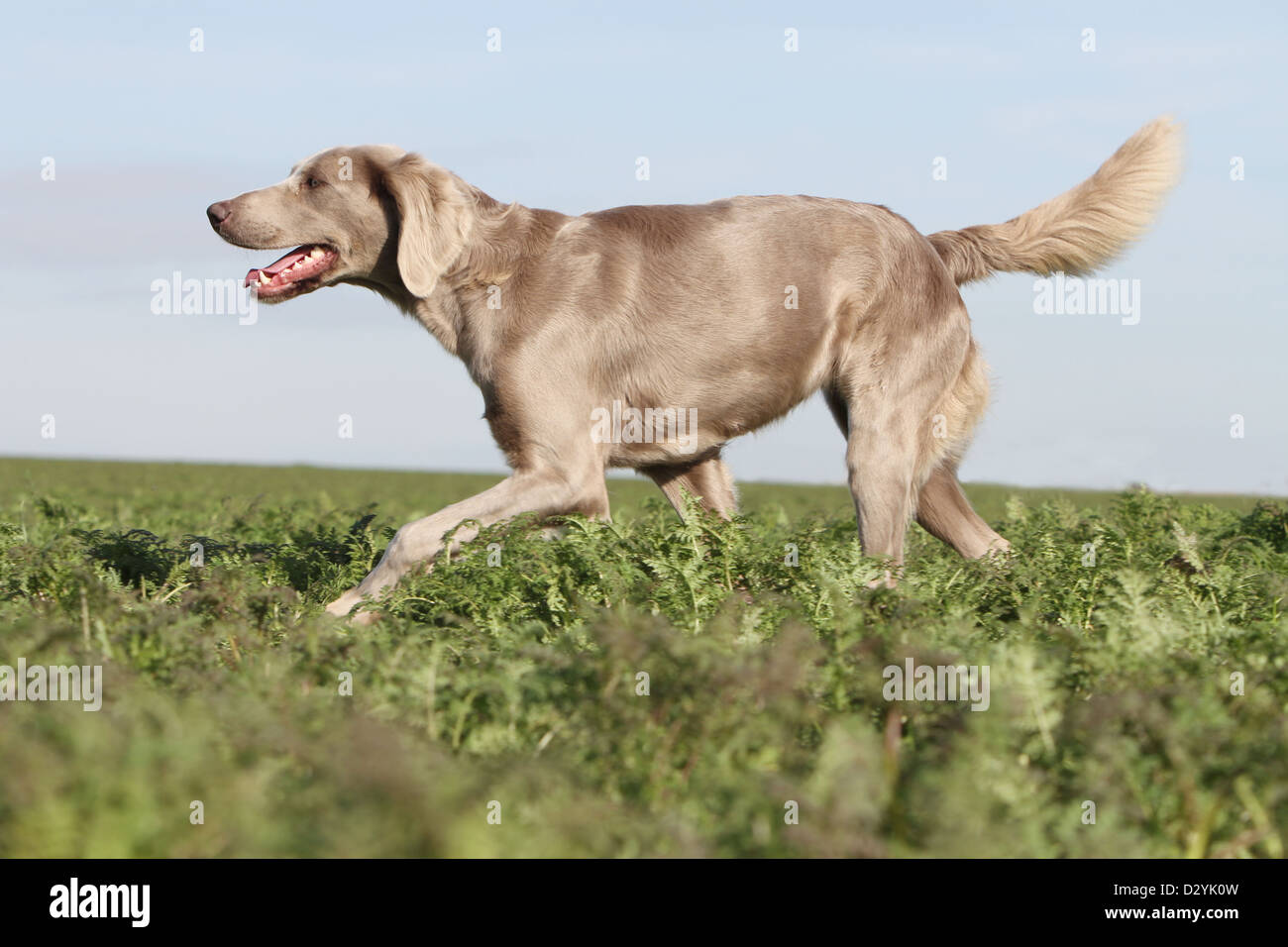 dog Weimaraner longhair  /  adult walking in a field Stock Photo