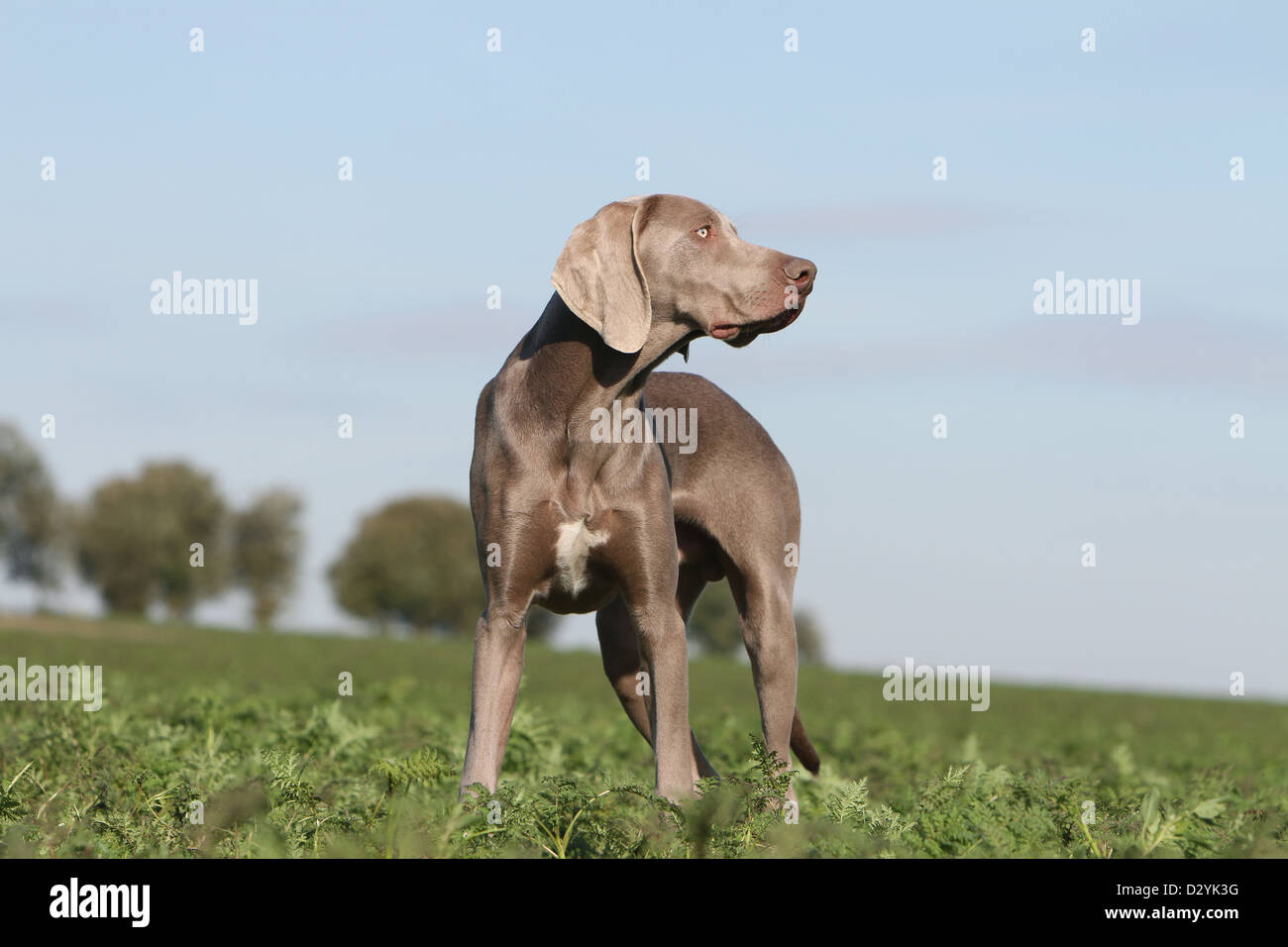 dog Weimaraner shorthair /  adult standing in a field Stock Photo