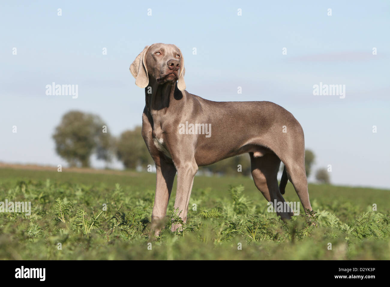 dog Weimaraner shorthair /  adult standing in a field Stock Photo