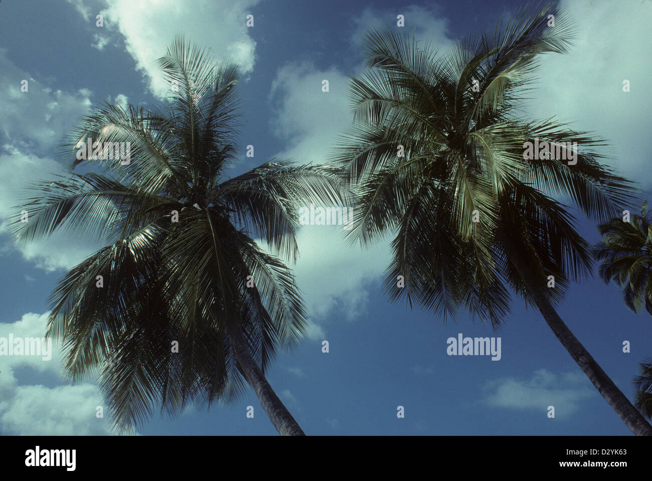 Pair of palm trees, Tortola, British Virgin Islands Stock Photo Alamy