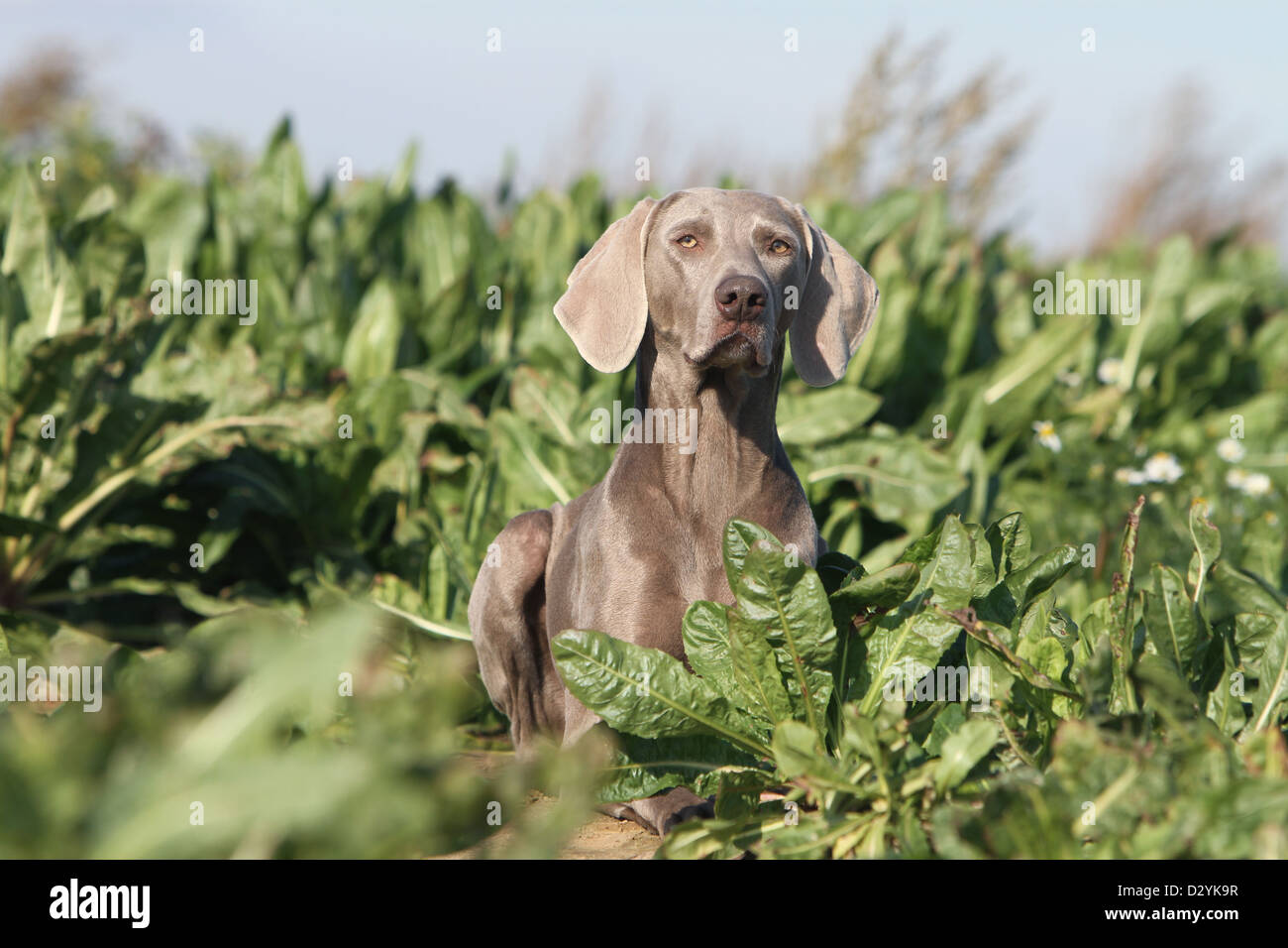 dog Weimaraner shorthair /  adult lying in a meadow Stock Photo