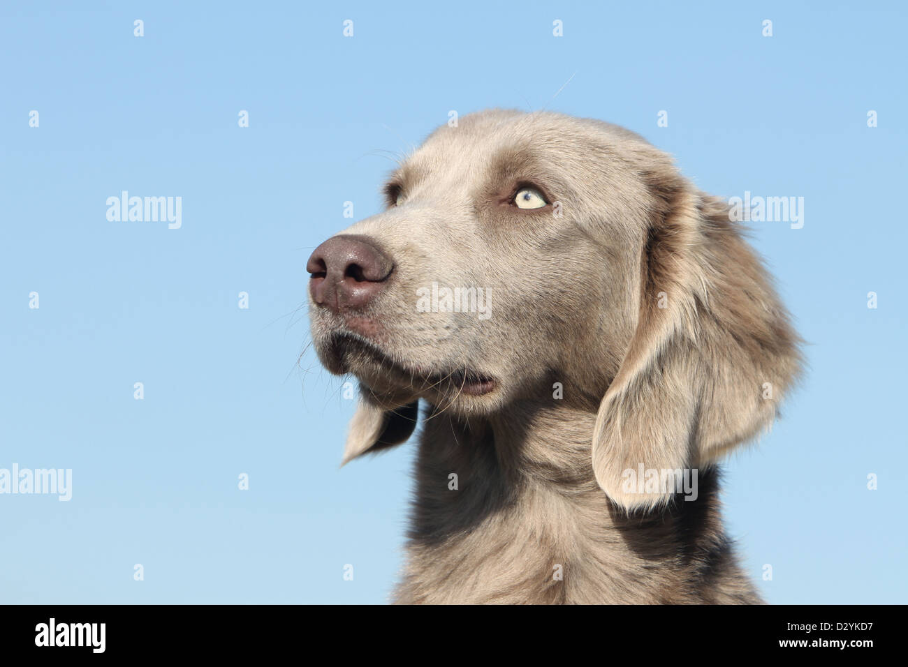 dog Weimaraner longhair / adult portrait Stock Photo